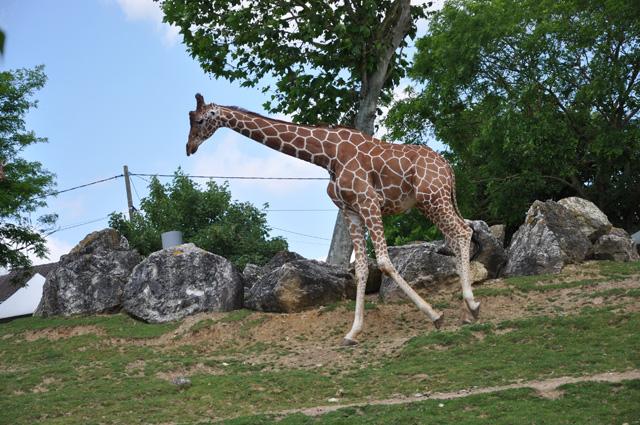 min 2013 07 06 beauval 086